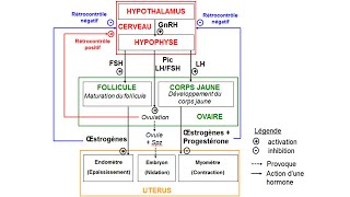 eSVT Schéma fonctionnel de la production dhormones chez la femme [upl. by Liponis]