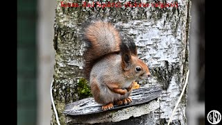 Белка октябрь 2024 Red Squirrel Sciurus vulgaris October 2024 [upl. by Stafford379]