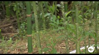 Guaudua los beneficios que van más allá de la construcción y las artesanías  La Finca de Hoy [upl. by Relyat]