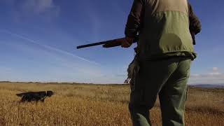 Espectacular vídeo de Caza de codornices con perro en España con DRONE [upl. by Hanson]