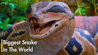 10 Biggest Snakes Ever Discovered [upl. by Evannia]