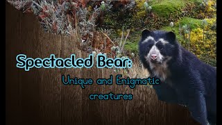 Spectacled Bear Unique and Enigmatic creatures animals bears andeanbear [upl. by Bascio]