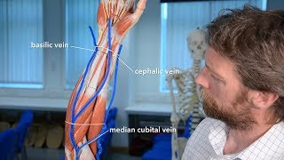 Veins of the upper limb [upl. by Dranyam864]