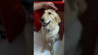 Stop petting your dog and see his reaction challenge 😁 [upl. by Alegnaoj600]