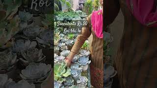 Sale Rs50 Succulents at Harsh Nursery  Winter plants  cheapest plant Nursery in Delhi [upl. by Freudberg445]