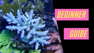 Introduction to SPS  Acropora Montipora Pocilloporidae [upl. by Eliathan]