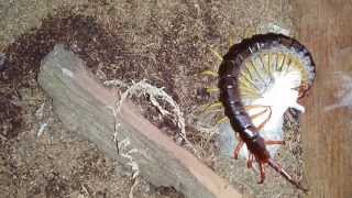 SIX Giant Centipedes Eat Mice [upl. by Hotze]