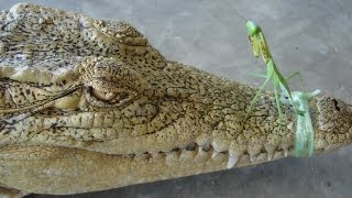 Crocodile Vs Mantis [upl. by Cence]