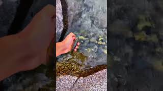 fishing trouts gilgitbaltistan lakelifeisthebestlife pakistan [upl. by Sigfrid]