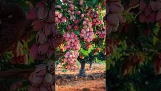 Pistachio Tree in Sicily Italy [upl. by Ahseyt824]