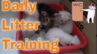 Daily Litter Training  How to Litter Train Kitten and Cats [upl. by Robbyn162]