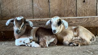 Goat kids meet Thistle’s newest babies [upl. by Schoening]