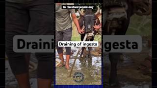 Draining of ingesta treatment cow bhens cattle cattlefarm cowtreatment veterinary vet shorts [upl. by Constanta]