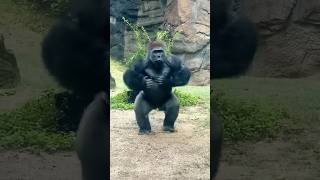 😱 Giant Gorilla  Sprint or Marathon gorilla shorts animals trending [upl. by Krucik920]