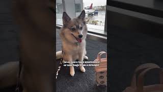 The most well behaved passenger on the plane dogsofyoutube cute cutedog [upl. by Fitzsimmons]