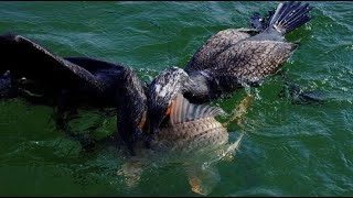 Fishing With Birds In China  Cormorant fishing [upl. by Rochus]