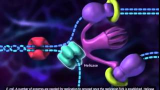 DNA Replication Animation 3D Version [upl. by Zebaj944]