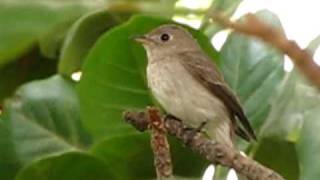 Asian Brown Flycatcher  Muscicapa Dauurica [upl. by Laud]