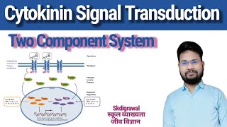 Cytokinin Signal Transduction l Two component pathway in plants l cytokinin planthormone skdigrawal [upl. by Barina]