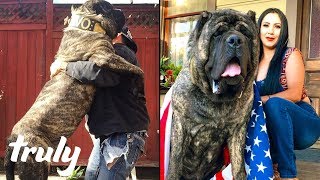 Ultimate Guard Dog Weighs 200lbs  TRULY [upl. by Er]