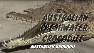 Australian Freshwater Crocodile Johnstons Crocodile Crocodylus johnsoni  Australien Krokodil [upl. by Gerdi]