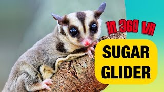 SUGAR GLIDER  NORTHUMBERLAND COUNTY ZOO  IN 360 VR [upl. by Donni52]