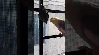 Cockatiel Eating Vegetables cockatiels birds cute parrot funny funnybirbs eating vegetables [upl. by Arahsat910]