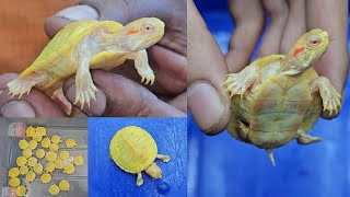 Albino Red Eared Slider Turtle in India [upl. by Tressa111]