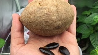 How to Grow Sapodilla  Sapote From Seeds [upl. by Ekram]