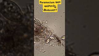 Paramecium collecting food under microscope l stagnant water l algae [upl. by Hnoj]