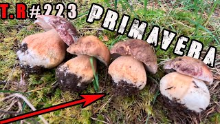 👉YA ESTAN AQUI¡¡ LOS BOLETUS PRIMAVERALES🍄2024 [upl. by Nov]