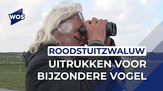 Vogelaars massaal naar De Banken voor roodstuitzwaluw [upl. by Kellene]