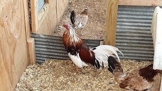 MORGAN WHITEHACKLE BROOD HEN FROM CHICKEN WIRED ON YOUTUBE [upl. by Enahpets509]