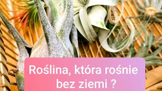 Rośnie bez ziemi i nie wymaga podlewania  Air plants w domu Tillandsia jak o nią zadbać [upl. by Matti794]