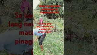 Balag bagsak Kay Kristine shorts farming satisfying asmr [upl. by Pruter]