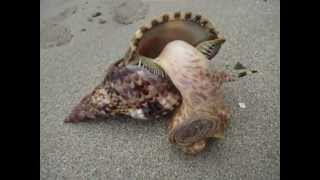 Caracol en la playa Punta Cocles Costa Rica [upl. by Anirtal701]