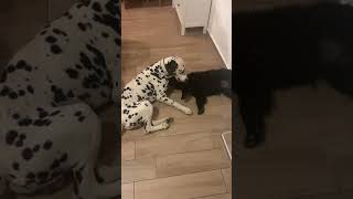 Dalmatian vs Croatian Sheepdog Harmonydalmatiandog croatiansheperd puppy harmony 2024short [upl. by Idac630]