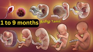 pregnancy month by month baby growth in tamil [upl. by Waterman]