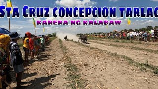 full video Sta Cruz concepcion tarlac karera ng kalabaw [upl. by Terryn]