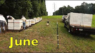 Requeening Colonies Supering For Sourwood amp Mite Checks [upl. by Ezmeralda]