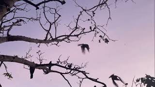 flock of birds fly away from tree brach on sunset [upl. by Berner]