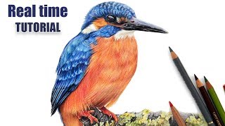 Drawing the Kingfishers wing Colored pencil tutorial [upl. by Mccarty758]