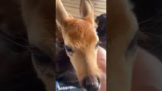 These two dogs found a lost fawn and formed a beautiful friendship afterwards animalshorts [upl. by Ilse]