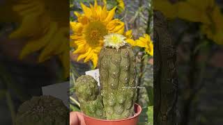 Copiapoa hypogaea lizard skin cactus plant flowering for the first time  sept 2023 [upl. by Annaoj833]