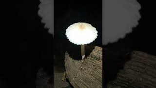 Coprinopsis sp mushroom fungi [upl. by Yeltneb]