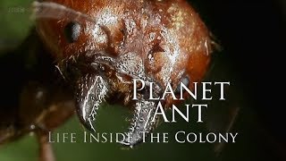 BBC – Planet Ant Life Inside the Colony 2013 1080p High Quality [upl. by Vachil]