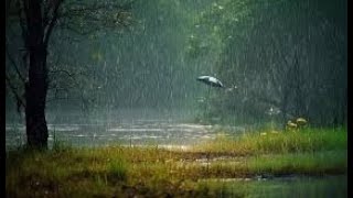 Es regnet im Wald Waldgeräusch wind Natur regen 1 Stunde Regen im Wald mit Wind [upl. by Bundy808]