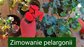 Zimowanie pelargonii [upl. by Tima]