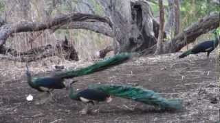 Pavo muticus whos the boss here Baluran National Park Java Indonesia [upl. by Waxler]