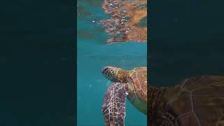 Sea Turtle swimming in the Galapagos shorts [upl. by Eibo]